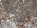 UBE2J1 Antibody in Immunohistochemistry (Paraffin) (IHC (P))