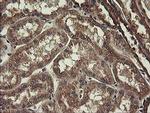 UBE2J1 Antibody in Immunohistochemistry (Paraffin) (IHC (P))