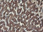 UBE2J1 Antibody in Immunohistochemistry (Paraffin) (IHC (P))