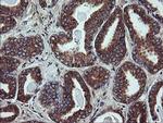 UBE2J1 Antibody in Immunohistochemistry (Paraffin) (IHC (P))