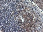 UBE2J1 Antibody in Immunohistochemistry (Paraffin) (IHC (P))