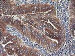 UBE2J1 Antibody in Immunohistochemistry (Paraffin) (IHC (P))