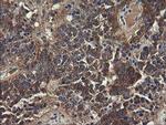 UBE2J1 Antibody in Immunohistochemistry (Paraffin) (IHC (P))