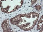 ERp57 Antibody in Immunohistochemistry (Paraffin) (IHC (P))