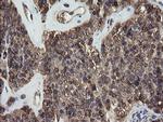 ERp57 Antibody in Immunohistochemistry (Paraffin) (IHC (P))