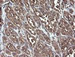 ERp57 Antibody in Immunohistochemistry (Paraffin) (IHC (P))