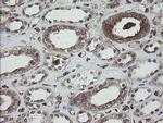 ERp57 Antibody in Immunohistochemistry (Paraffin) (IHC (P))