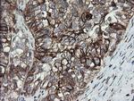 ERp57 Antibody in Immunohistochemistry (Paraffin) (IHC (P))