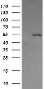 ERp57 Antibody in Western Blot (WB)