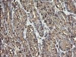 ERp57 Antibody in Immunohistochemistry (Paraffin) (IHC (P))