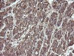 ERp57 Antibody in Immunohistochemistry (Paraffin) (IHC (P))