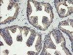 ERp57 Antibody in Immunohistochemistry (Paraffin) (IHC (P))