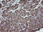 ERp57 Antibody in Immunohistochemistry (Paraffin) (IHC (P))