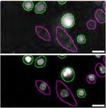 STING Antibody in Immunocytochemistry (ICC/IF)