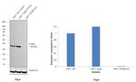 STING Antibody in Western Blot (WB)