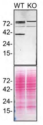 STING Antibody in Western Blot (WB)