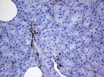 STING Antibody in Immunohistochemistry (Paraffin) (IHC (P))