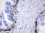 STING Antibody in Immunohistochemistry (Paraffin) (IHC (P))