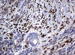 STING Antibody in Immunohistochemistry (Paraffin) (IHC (P))