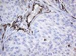 STING Antibody in Immunohistochemistry (Paraffin) (IHC (P))