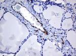 STING Antibody in Immunohistochemistry (Paraffin) (IHC (P))