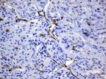 STING Antibody in Immunohistochemistry (Paraffin) (IHC (P))