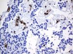 STING Antibody in Immunohistochemistry (Paraffin) (IHC (P))