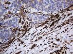 STING Antibody in Immunohistochemistry (Paraffin) (IHC (P))