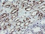 STING Antibody in Immunohistochemistry (Paraffin) (IHC (P))