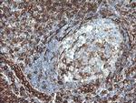 STING Antibody in Immunohistochemistry (Paraffin) (IHC (P))