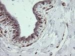 STING Antibody in Immunohistochemistry (Paraffin) (IHC (P))