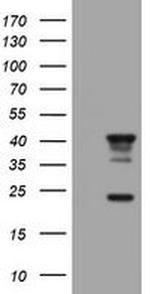 STING Antibody in Western Blot (WB)