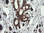 RFC2 Antibody in Immunohistochemistry (Paraffin) (IHC (P))