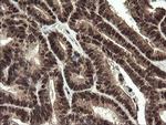 RFC2 Antibody in Immunohistochemistry (Paraffin) (IHC (P))