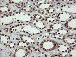 RFC2 Antibody in Immunohistochemistry (Paraffin) (IHC (P))