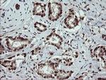 RFC2 Antibody in Immunohistochemistry (Paraffin) (IHC (P))