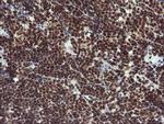 RFC2 Antibody in Immunohistochemistry (Paraffin) (IHC (P))