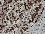 RFC2 Antibody in Immunohistochemistry (Paraffin) (IHC (P))