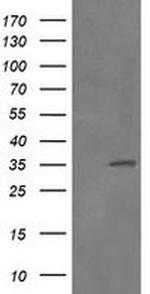 RFC2 Antibody in Western Blot (WB)