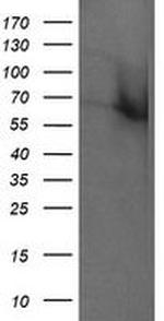 Rhotekin Antibody in Western Blot (WB)