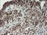 LEPRE1 Antibody in Immunohistochemistry (Paraffin) (IHC (P))