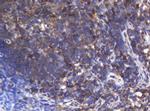 ASGR2 Antibody in Immunohistochemistry (Paraffin) (IHC (P))