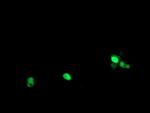 POLR3C Antibody in Immunocytochemistry (ICC/IF)