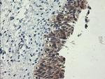 POLR3C Antibody in Immunohistochemistry (Paraffin) (IHC (P))