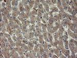 CHN1 Antibody in Immunohistochemistry (Paraffin) (IHC (P))