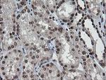 CHN1 Antibody in Immunohistochemistry (Paraffin) (IHC (P))