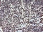 CHN1 Antibody in Immunohistochemistry (Paraffin) (IHC (P))