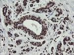 CHN1 Antibody in Immunohistochemistry (Paraffin) (IHC (P))