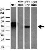 CHN1 Antibody in Western Blot (WB)