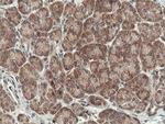 OTUB1 Antibody in Immunohistochemistry (Paraffin) (IHC (P))